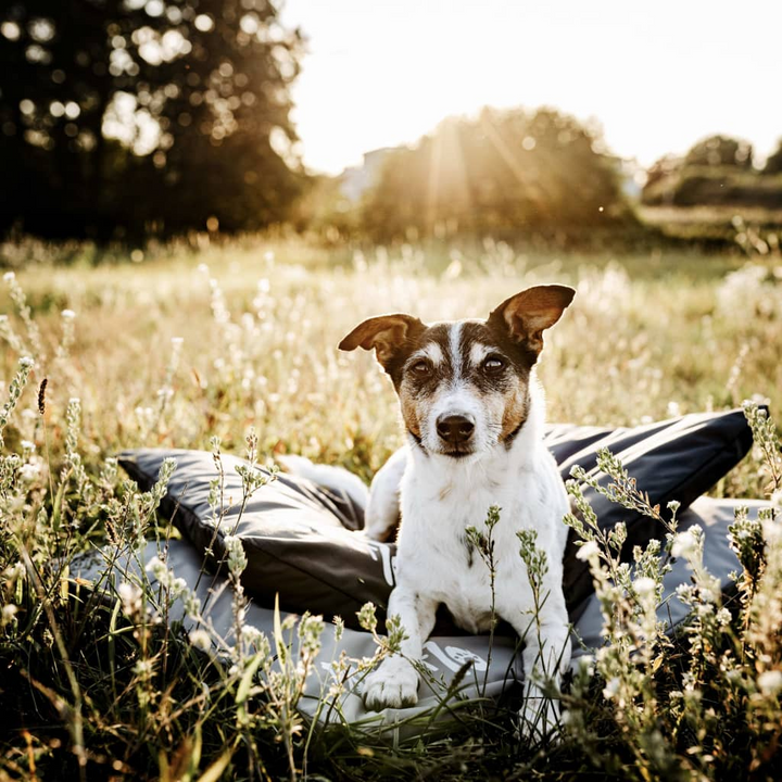 DISTRICT70 Crate Mat LODGE Army Green XXL - Comfortable, Water-Resistant Dog Mat - Premium  from Home Treasures - Just £73.99! Shop now at Home Treasures